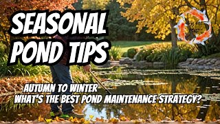 Autumn to Winter Whats the Best Pond Maintenance Strategy [upl. by Wolliw]