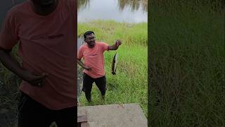 Rain Fishing viral fish hunting shorts [upl. by Churchill]