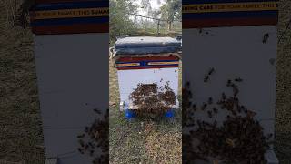 Super beehive shortvideo youtubeshorts honeybeesting bee [upl. by Libb]