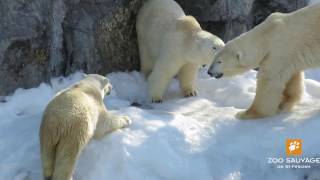 rivalité femelles ours blanc polar bear females competition Zoo sauvage de St Félicien [upl. by Olds136]