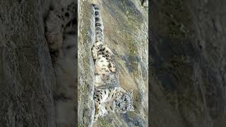 Snow Leopard Panthera uncia in Cat Family Felidae  Observed in Description [upl. by Clare]