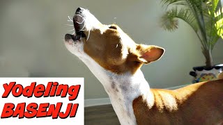 Yodeling Basenji Feenix Yodels to his own Yodel [upl. by Nesrac]