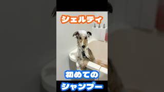 シェルティ 初めてのシャンプー愛犬のシェルビーくんの初めてのシャンプーです。シェルティシェットランドシープドッグ 愛犬 [upl. by Notlim]