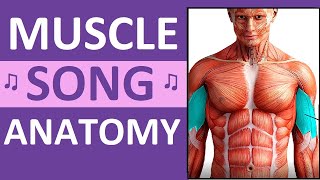 Major Muscle Song Anatomy Mnemonics Location Action Name of Muscles [upl. by Enelrahc]