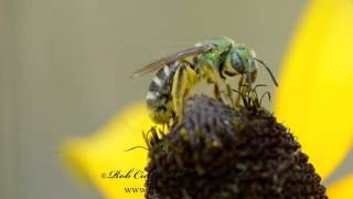 GREEN SWEAT BEE Agapostemon virescens [upl. by Pietrek339]