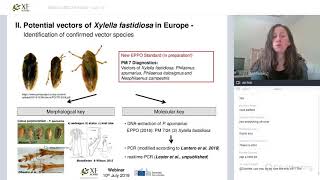 Vectors of Xylella fastidiosa in Europe – Life history and transmission biology  webinar [upl. by Most]