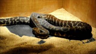 My Stimsons Python  Antaresia stimsoni [upl. by Neih]