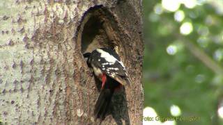 STÖRRE HACKSPETT Great Spotted Woodpecker Dendrocopos major Klipp  361 SN1 [upl. by Oilenroc321]