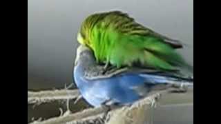 Familienplanung  Budgies Mating [upl. by Bradski881]