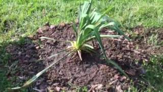 How to Transplant Yucca Plant Episode 5 [upl. by Noirad]