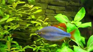 Diamant Regenbogenfisch  Rainbowfish [upl. by Nilla680]