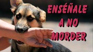 5 Trucos para Adiestrar a tu Perro a no Morder [upl. by Neetsyrk242]