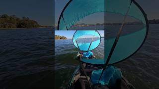 KAYAK SAILING  Parramatta River Sydney kayakfishing kayak fishing sydney australia [upl. by Quigley480]