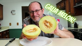 GALIA Melon my first one review [upl. by Thurston]