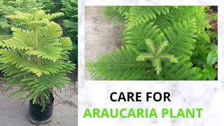 How to Care Araucaria Plant  Christmas tree plant in Hindi  Manoj Gardening Tips [upl. by Acirderf]