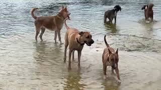 Bull Terrier zoomies [upl. by Ahsirkal954]