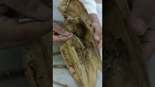 sagittal section skull horse دكتور رمضان ساري [upl. by Kiraa]