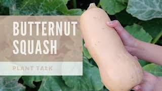 Plant Talk  Butternut Squash  How to grow Butternut Squash [upl. by Anahsak]