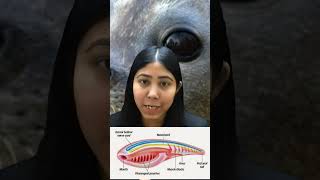 Notochord Definition  Embryonic Development  Mesodermal Origin  Biology  Class11  Adhyayanta [upl. by Eilsel103]