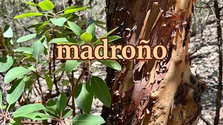 The beautiful amp delicious madrone [upl. by Vachil]