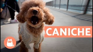 Le caniche ou le Poodle  Caractéristiques et soins [upl. by Bevers]