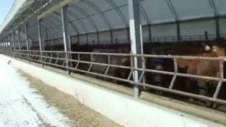 Finishing Cattle in Hoop Barns [upl. by Ahseka]