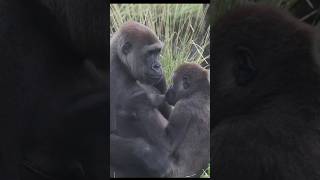 gorilla 🍼 🥰 gorillatag 金剛猩猩 台北市立動物園 shorts [upl. by Slocum416]