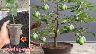 How to cuttings avocado to grow 100 roots Only 48 weeks [upl. by Eckhardt]