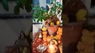 Meri tulshi ke gamle mein Om likha hai🌺🙏viralvideoshortsviralytshortsviralshortshortsviral [upl. by Kornher]