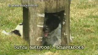 Dutch Sheepdog  Schapendoes amp puppies [upl. by Meehyrb]