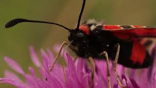 Zygaena fausta [upl. by Enyehc754]