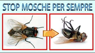 ELIMINA MOSCHE A COSTO ZERO e zanzare eliminare definitivamente mosche in modo ecologico [upl. by Mylo259]