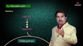 Glyoxylate cycle  Biochemistry MBBS Lectures  Dr G Bhanu prakash [upl. by Nalrah]