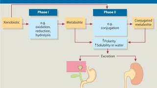 Part 2 ಔಷಧದ ಜೈವಿಕ ಪರಿವರ್ತನೆ Drug Metabolism in Kannada [upl. by Brownley52]