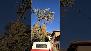 Large tree limb coming down Missed the roof treework cottonwood [upl. by Nevada]