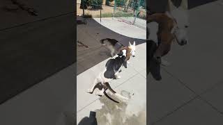 A212073  Treeing Walker Coonhound Located at the Merced County Animal Shelter in California [upl. by Francklyn]