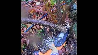 Pruning with a mini battery chainsaw where a hand saw cannot minichainsaw pruning arboriculture [upl. by Elbam225]