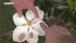 Magnolia Grandiflora totul despre plantare si intretinere [upl. by Asilrac]