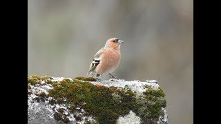 Vogelstimmen der Buchfink [upl. by Ahsaret]