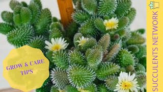 How To Care amp Grow The Delosperma Echinatum [upl. by Ande]