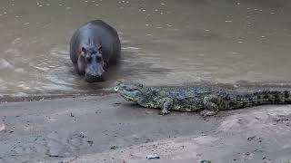 Crocodile vs Hippo  Who Would Win [upl. by Divd]