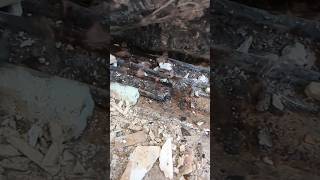 Failed Tanking in a basement causing BLACK MOLD Poor waste water management construction [upl. by Leihcar]