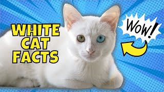 10 Fun Facts About White Cats [upl. by Benkley]