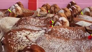 Mace Chene goats Breed goat nomadic goatfarming funny [upl. by Corly]