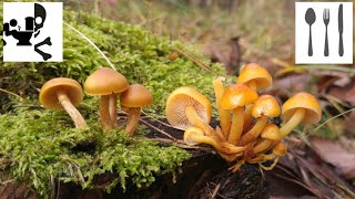 Porównanie  Hełmówka jadowita Galerina marginata vs Płomiennica zimowa Flammulina velutipes [upl. by Aerdnac196]