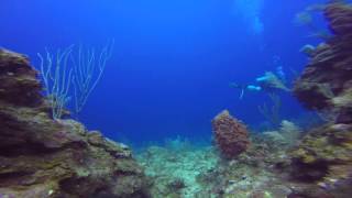 Diving RoatanTexas and Canyon Reef [upl. by Nosac789]