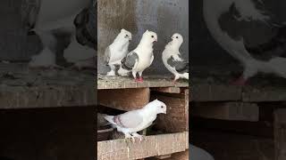 satinette pigeon Fancy pigeon [upl. by Aivatnahs]