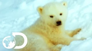 Mother Polar Bear And Her Cubs Come Out Of Hibernation  Wildest Arctic [upl. by Gish]