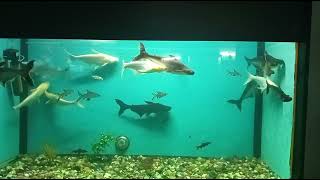 hampi 2024 fish acquarium 70 varieties of Fishes in one video dav [upl. by Averell]