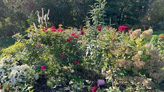 Roses in October zone 5a Munstead wood rose olivia easy elegance rose [upl. by Drislane]